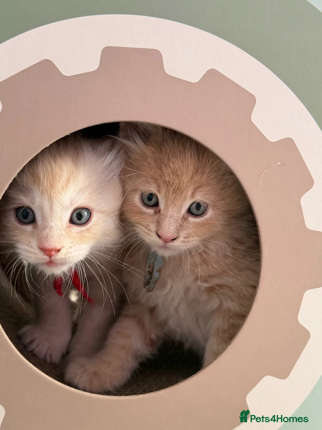 Maine Coon cats for sale: TICA Registered Maine Coon Kittens in Weymouth - Advert 2