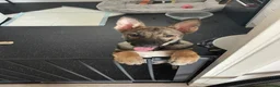 German Shepherd dogs for sale: 18 week old female German shepherd  in Romford - Advert 2
