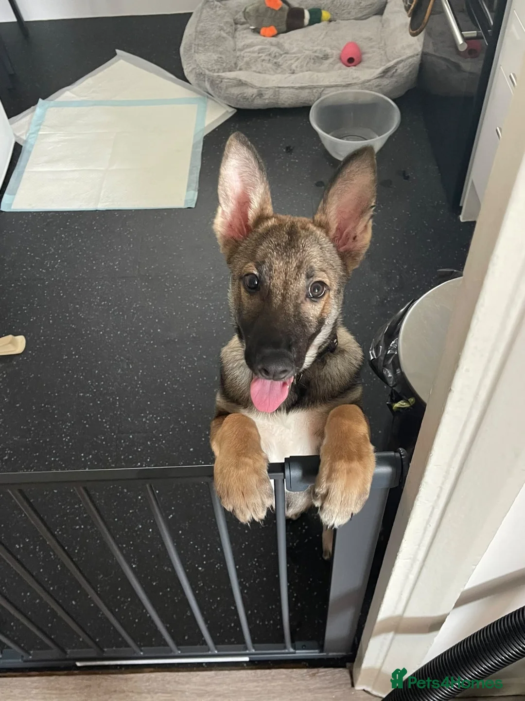 German Shepherd dogs for sale: 18 week old female German shepherd  in Romford - Advert 2