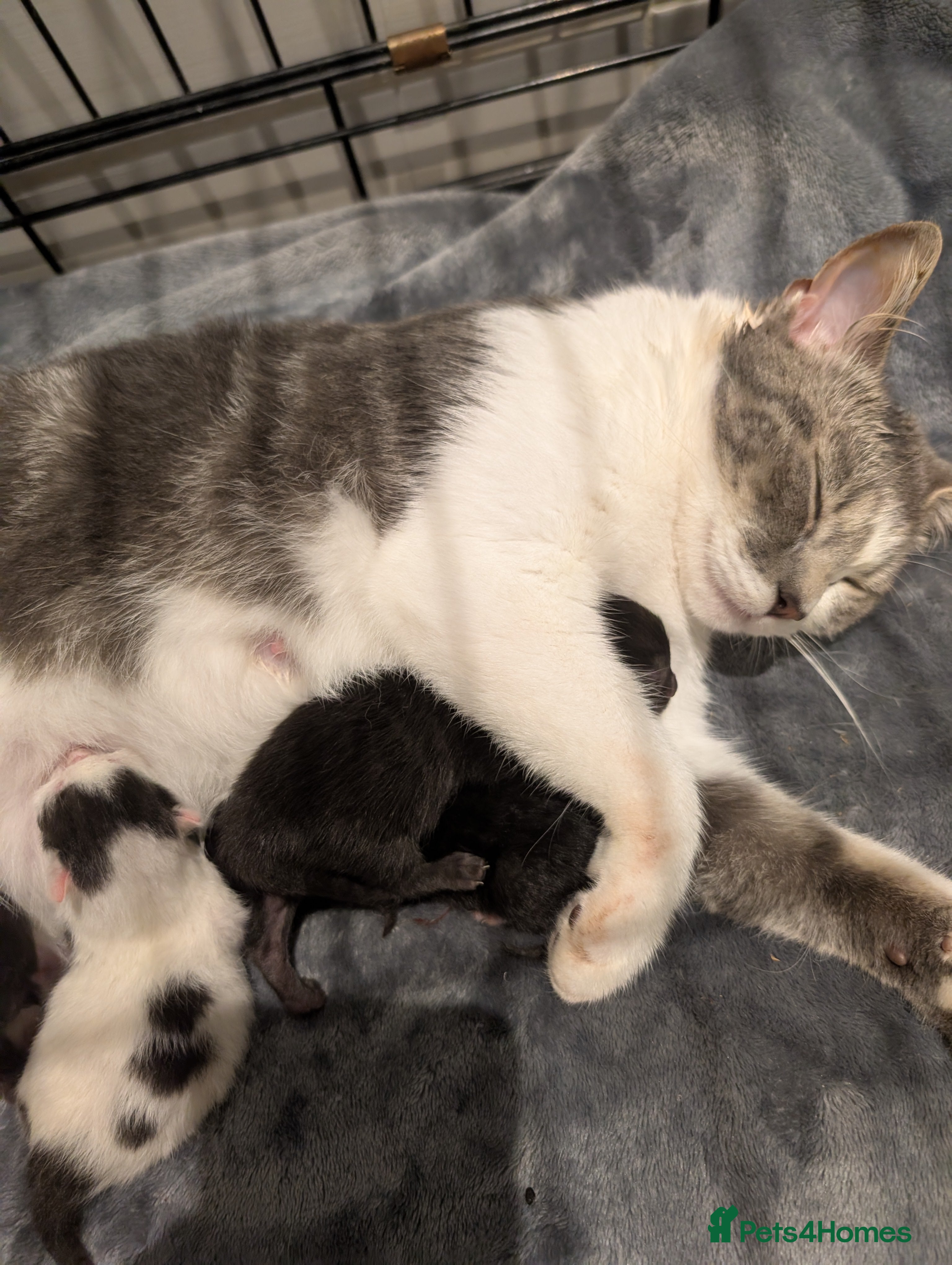 Mixed Breed cats Soft & Sweet Kittens 🩷💙 - Advert 15