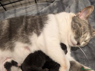 Mixed Breed cats - Advert 1