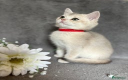 British Shorthair cats for sale: NY 12 British shorthair GCCF golden kittens  - Image 17