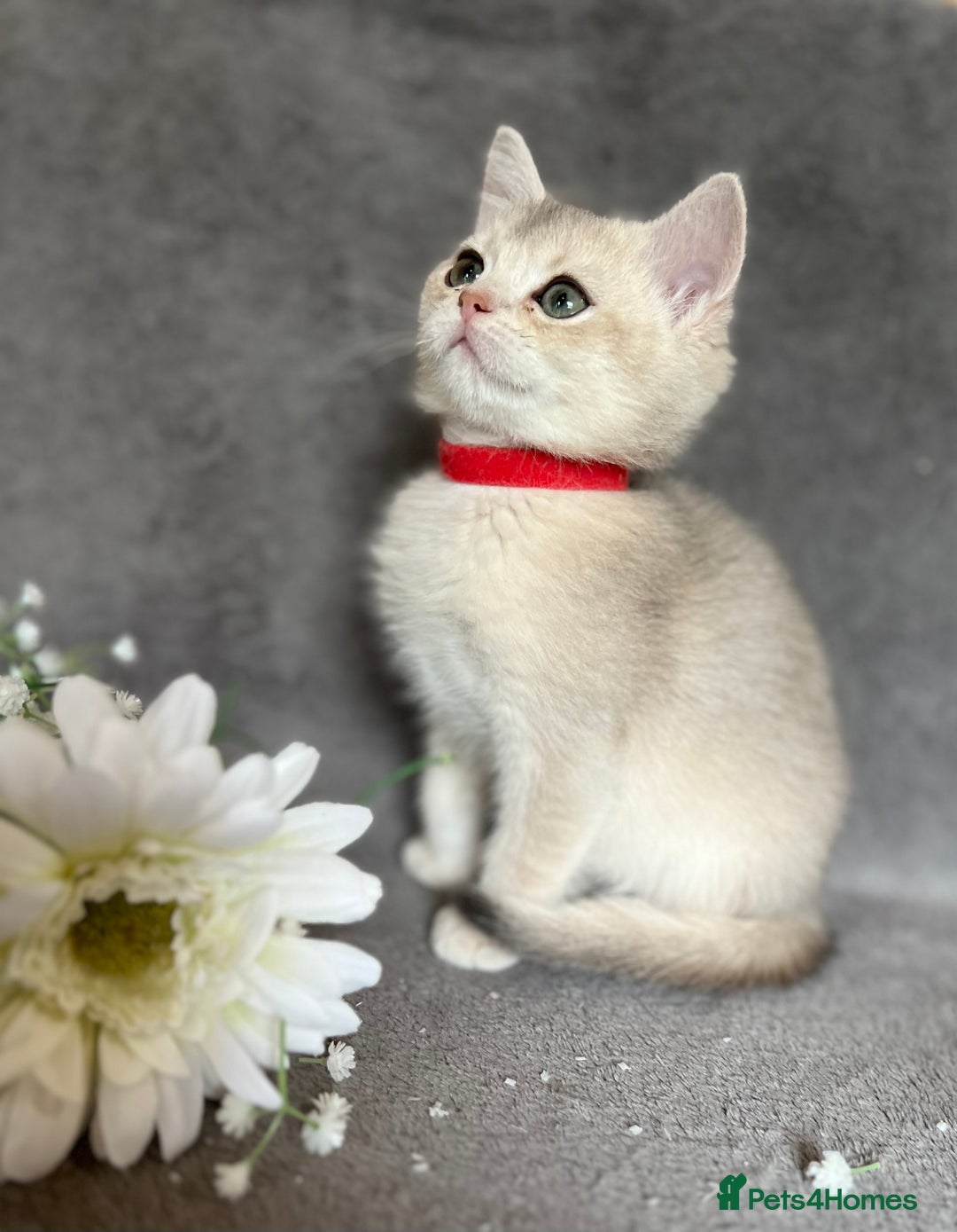 British Shorthair cats for sale: NY 12 British shorthair GCCF golden kittens  - Image 17