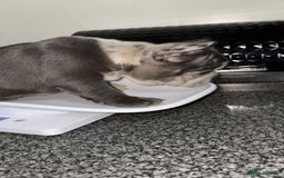 French Bulldog dogs for sale: MerlexIsabella puppy’s  - Image 4