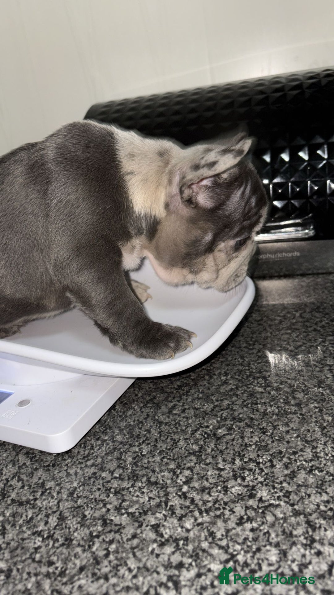 French Bulldog dogs for sale: MerlexIsabella puppy’s  - Image 4