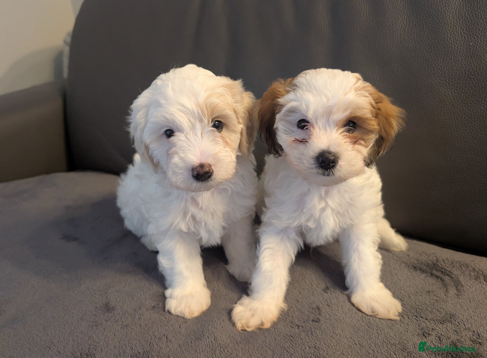 Maltipoo dogs Two Gorgeous Maltipoo Male Puppies - Advert 11