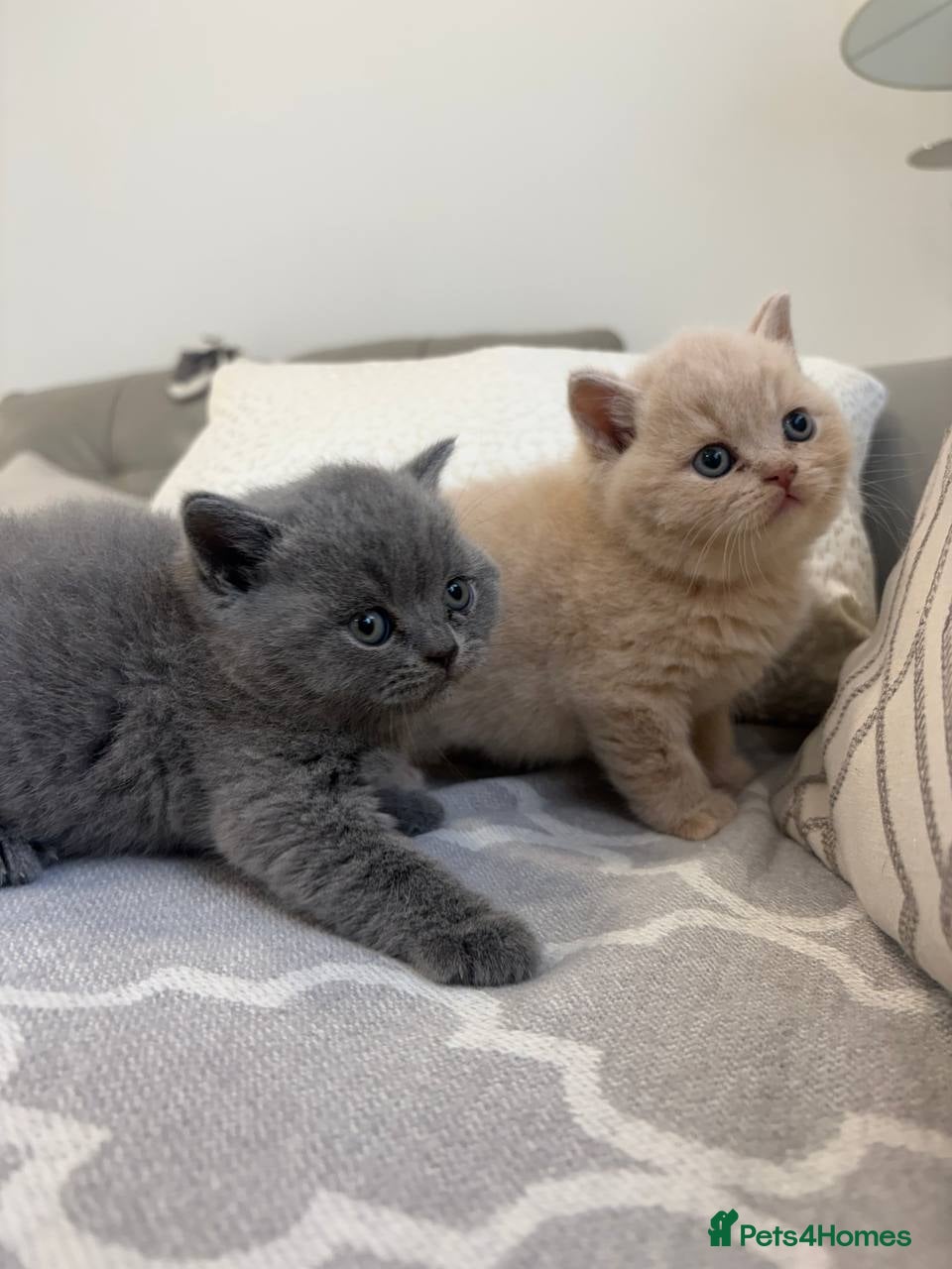 British Shorthair cats for sale: Amazing Cream and Blue British Shorthair Kittens. - Advert 1