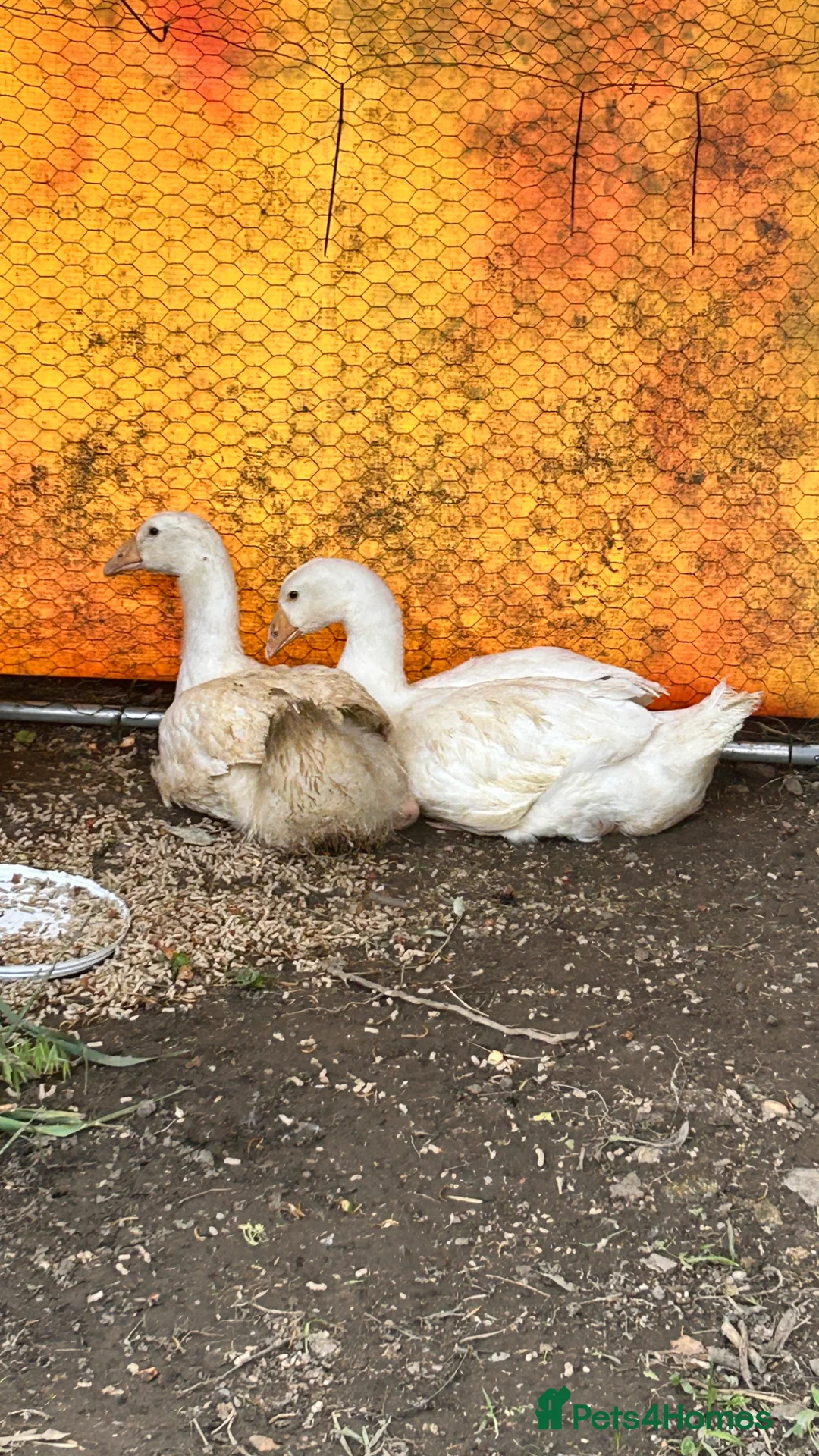 Geese poultry for sale: Bonded pair unrelated male female embden goose  - Advert 1