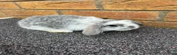 Mini Lop rabbits for sale: Mini Lop GIRLS ready to leave 20th May  - Advert 5