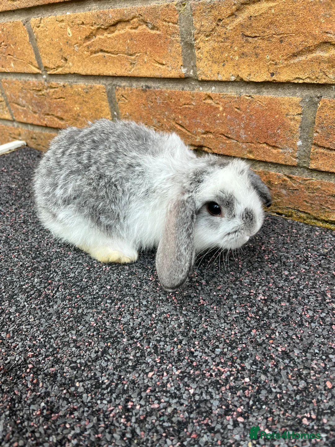 Mini Lop rabbits for sale: Mini Lop GIRLS ready to leave 20th May  - Advert 5
