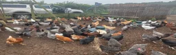 Chickens poultry for sale: Hybrid hens for sale - Advert 6