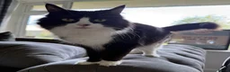Mixed Breed cats for sale: Beautiful litter of kittens  - Advert 2