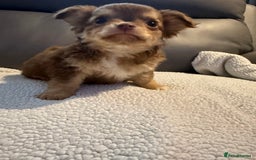 Chihuahua dogs for sale: Stunning litter of 5 long coat chihuahuas - Image 13