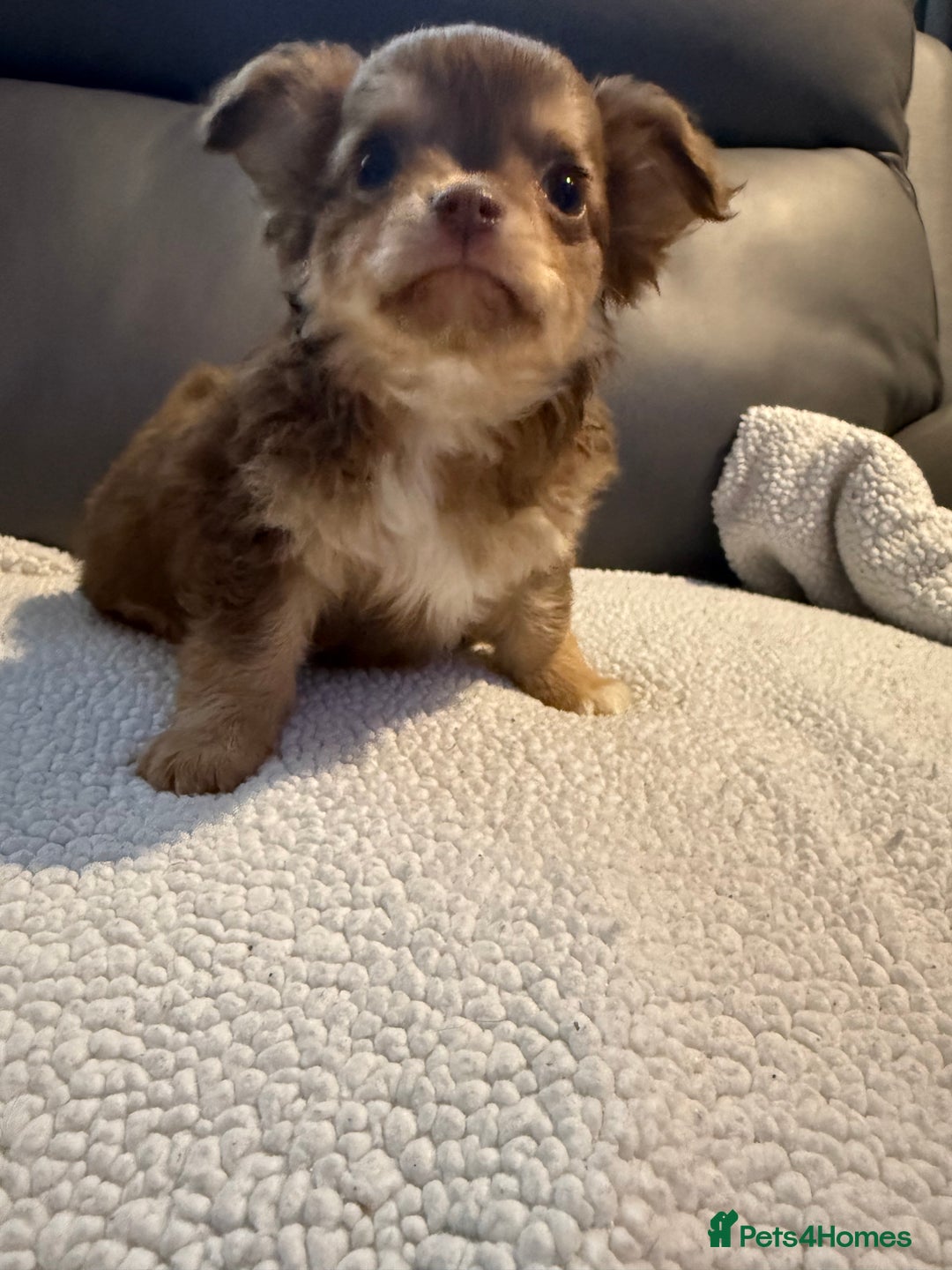 Chihuahua dogs for sale: Stunning litter of 5 long coat chihuahuas - Image 13