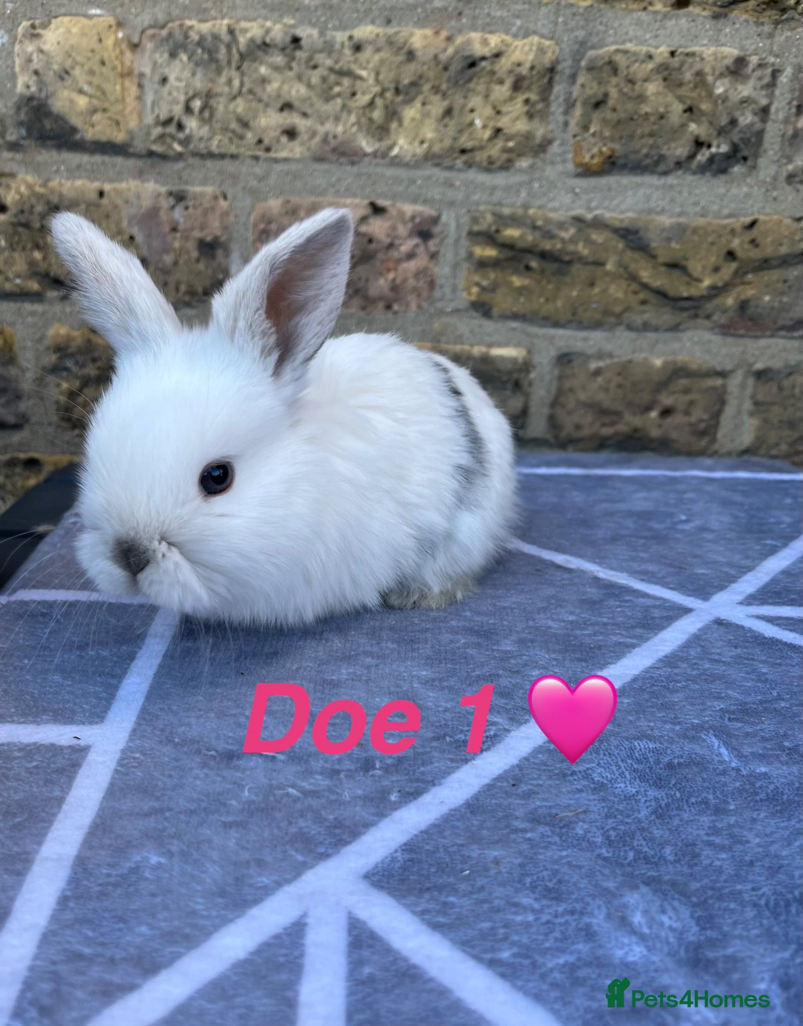 Mini Lop rabbits Gorgeous Pure bred Mini lops - Advert 2