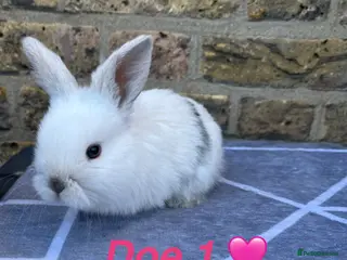 Mini Lop rabbits Gorgeous Pure bred Mini lops - Advert 1