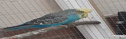 Budgerigars birds for sale: Adult show type blue budgies - Advert 15