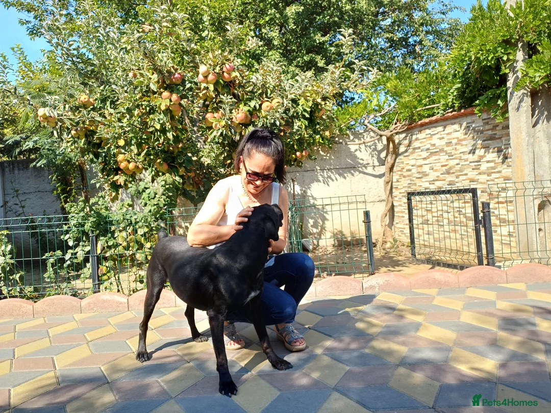 Mixed Breed dogs for adoption: Beautiful and Gentle JULIETTE - for a Loving Home in Nottingham - Advert 7