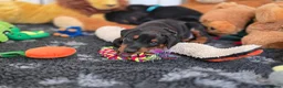 Dobermann dogs for stud: HEALTH TESTED STANLEY FOR STUD DUTIES - Advert 18