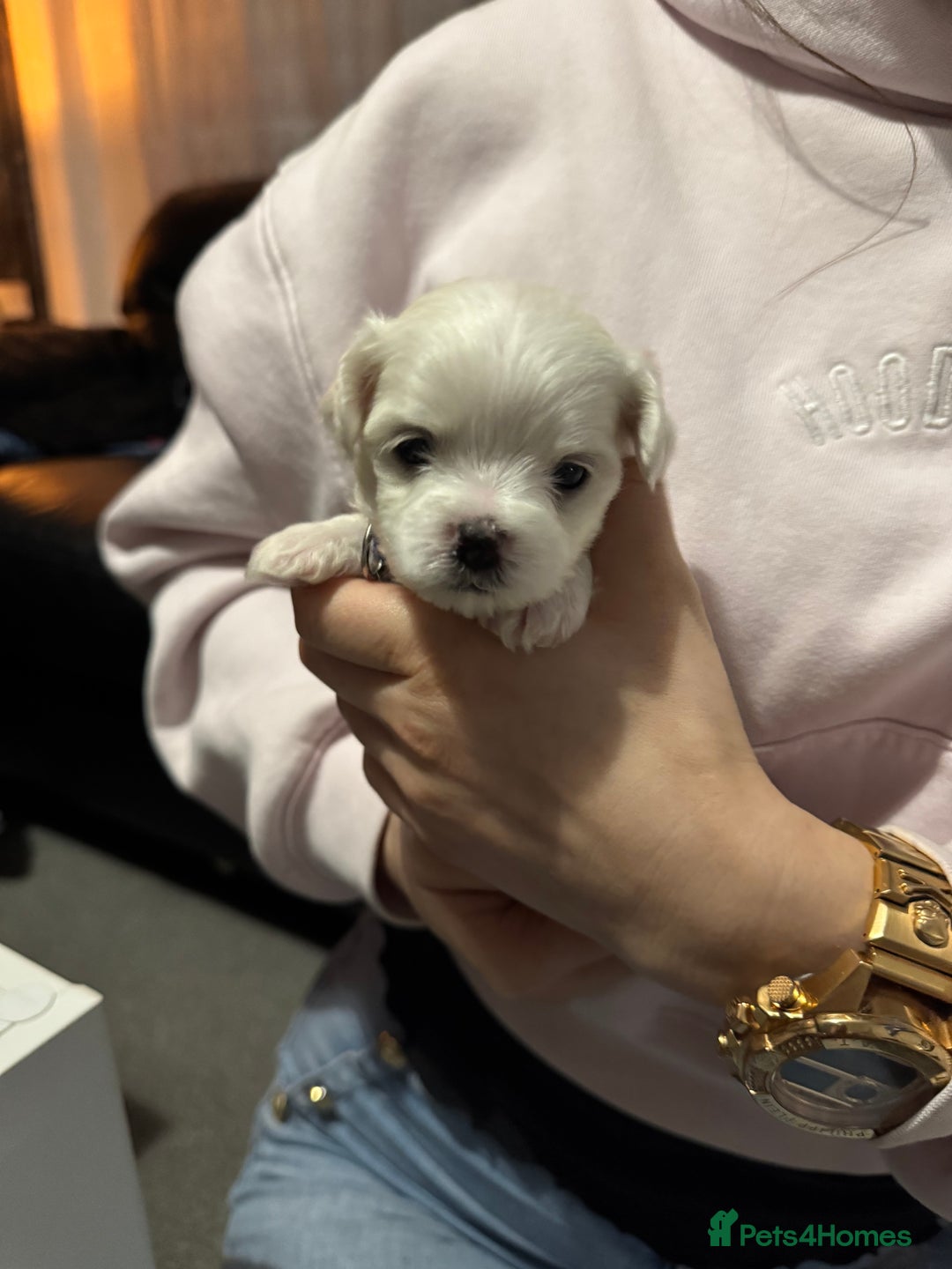 Maltese dogs for sale: >>> BEAUTIFULLY  **  PUPPIES POSSIBLE !!!<<< - Advert 12