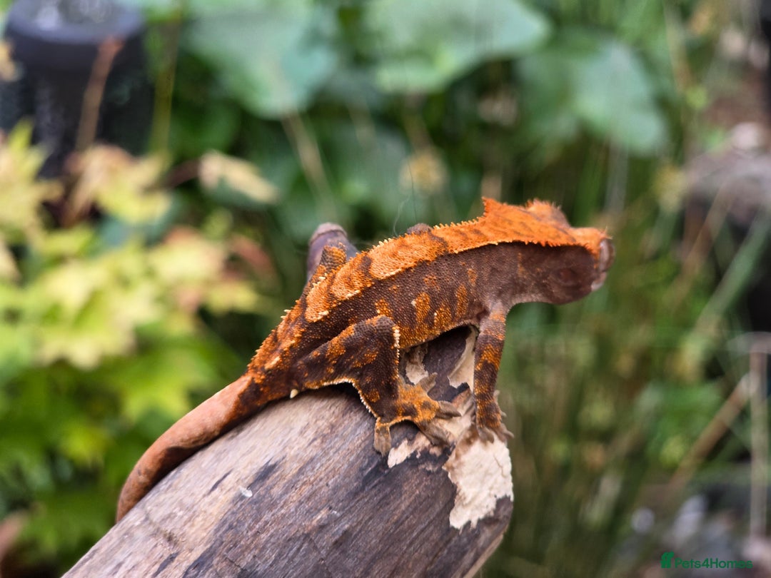 Gecko reptiles for sale: Crested geckos  - Image 11