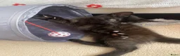 British Longhair cats for sale: Beautiful kittens in need forever homes❤️ - Advert 12