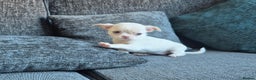 Chihuahua dogs for sale:  🐶 Stunning Chihuahua Puppies 🐶  - Advert 10