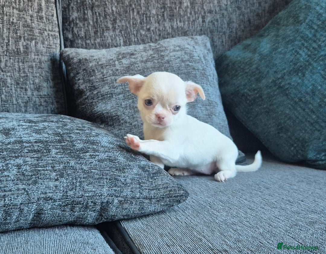 Chihuahua dogs for sale:  🐶 Stunning Chihuahua Puppies 🐶  - Advert 10