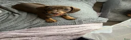 Miniature Dachshund dogs for sale: Miniature dachshund for sale  - Advert 3