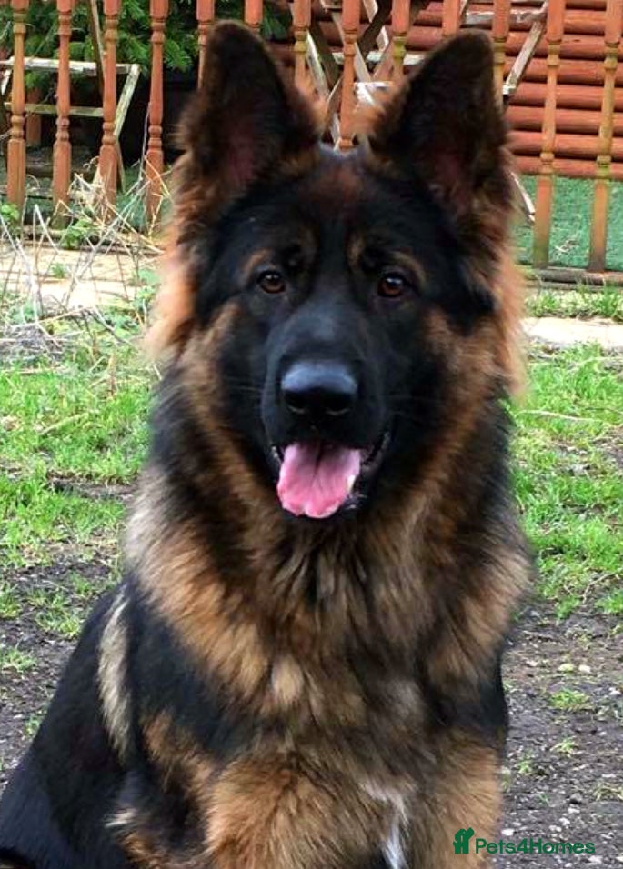 German Shepherd dogs Jerry Available At Stud Fully Health Tested Clear in Wisbech - Advert 1