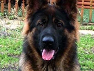 German Shepherd dogs Jerry Available At Stud Fully Health Tested Clear in Wisbech - Advert 20