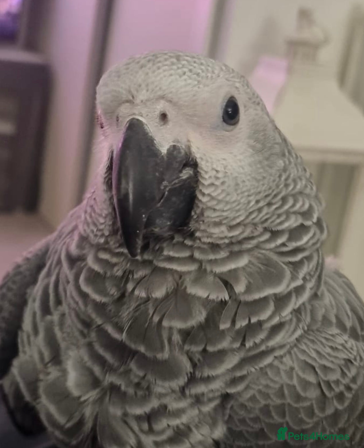 Parrots birds 8 month African grey named Rio - Advert 7