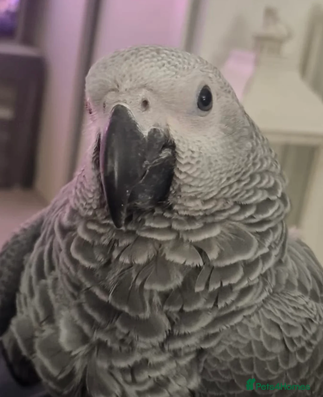 Parrots birds for sale: 8 month hand reared African grey named Rio - Advert 1