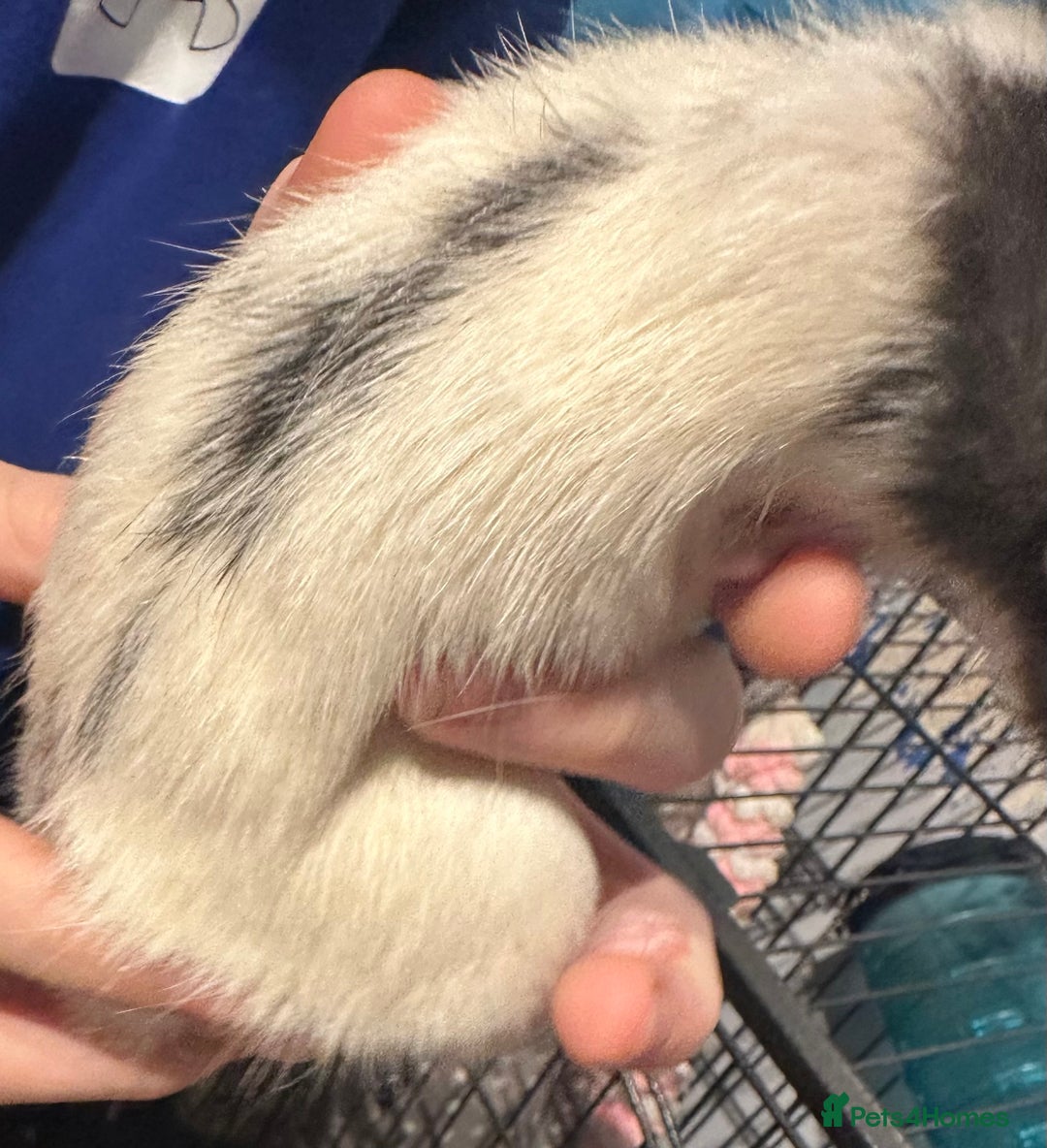 Rat rodents for sale: 2 male rats  - Advert 7