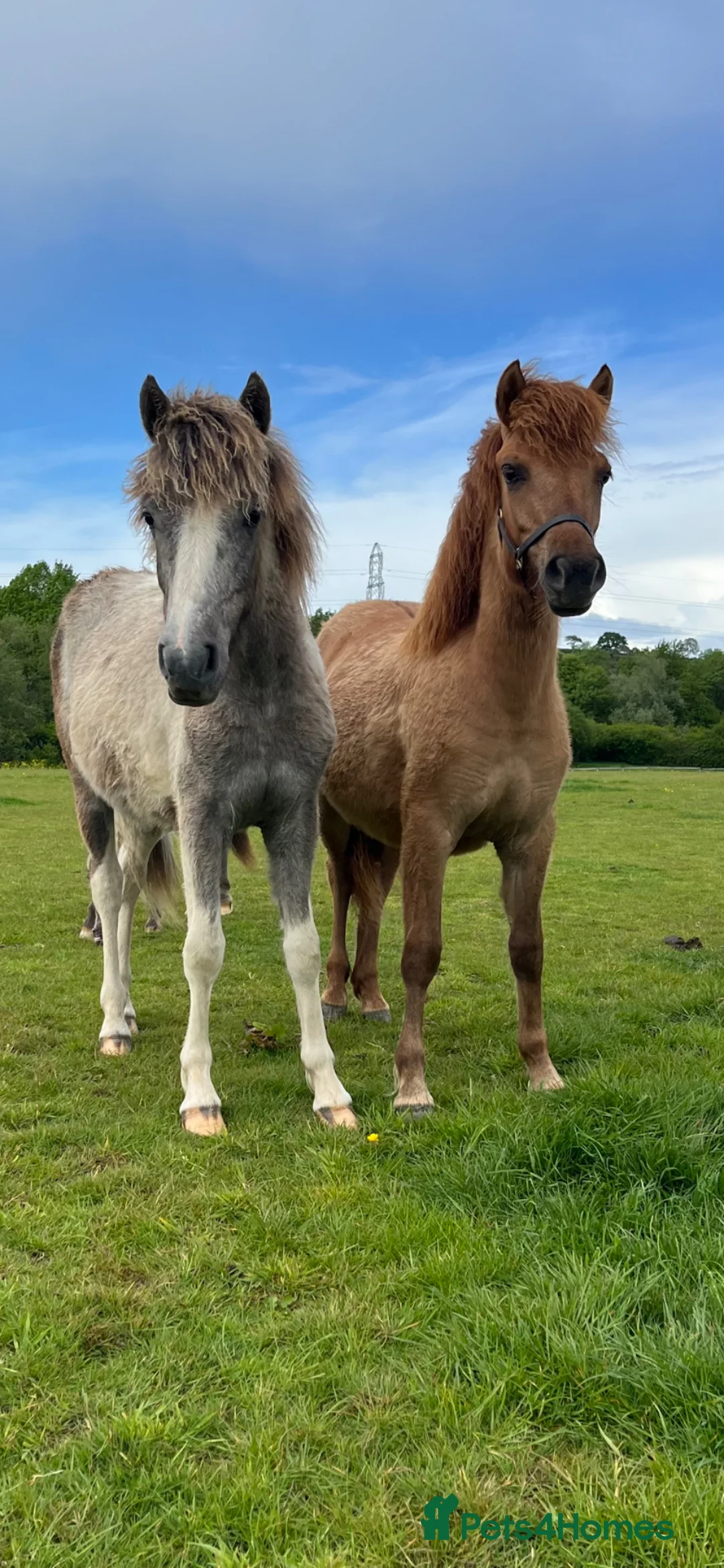 Other Breed horses for sale: Dartmoor Hill pony, Filly blue and white - Advert 2
