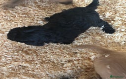 Mixed Breed dogs for sale: Lucus terrier cross toy poodle puppies - Advert 7