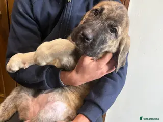 Mastiff dogs Registered Spanish mastiff puppies - Advert 2