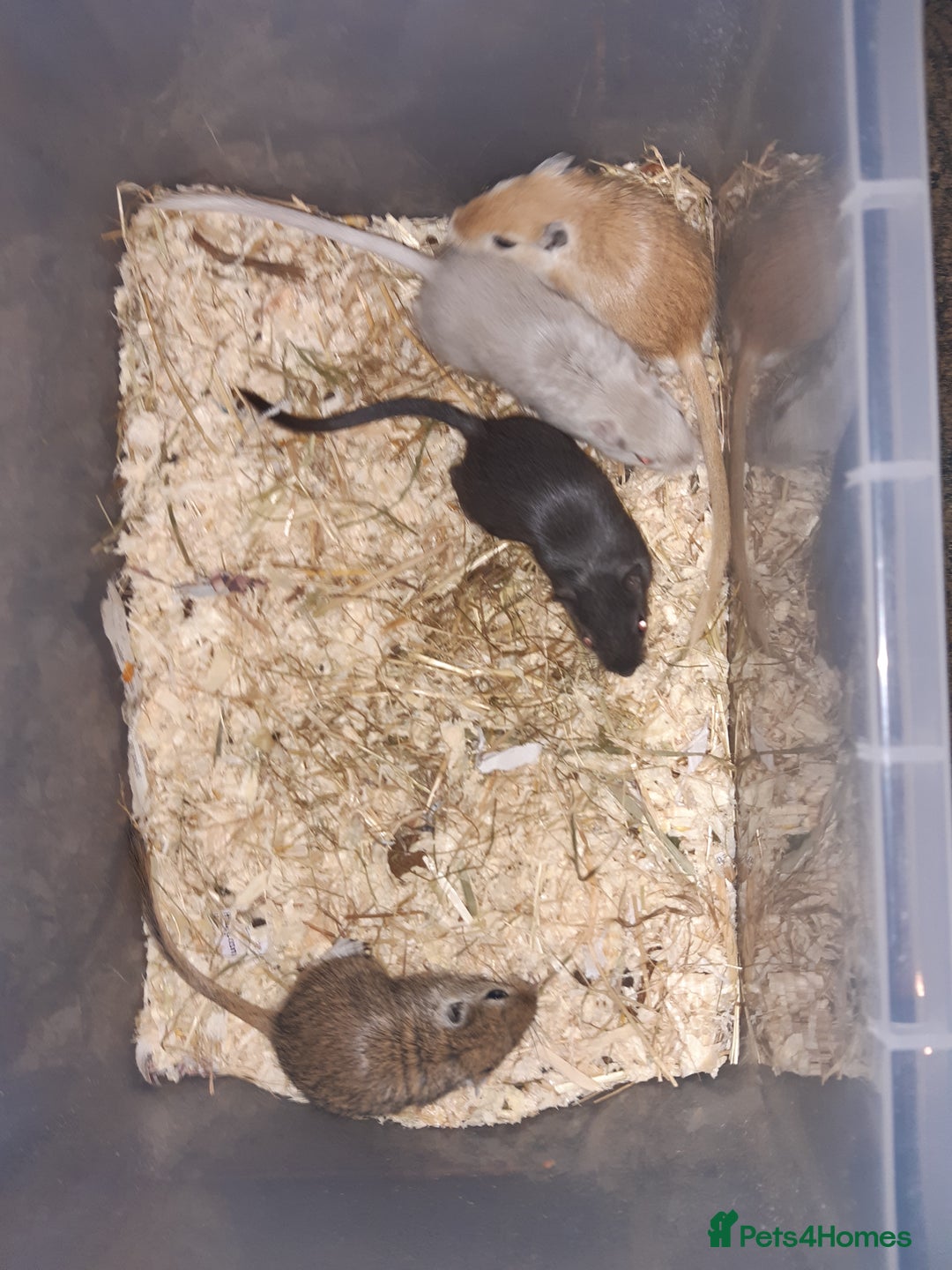 Gerbil rodents for sale: Super friendly gerbils from hobby breeder  - Advert 2