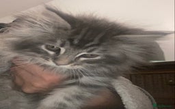 Maine Coon cats for sale: Ready 22.11.2025 - Advert 16
