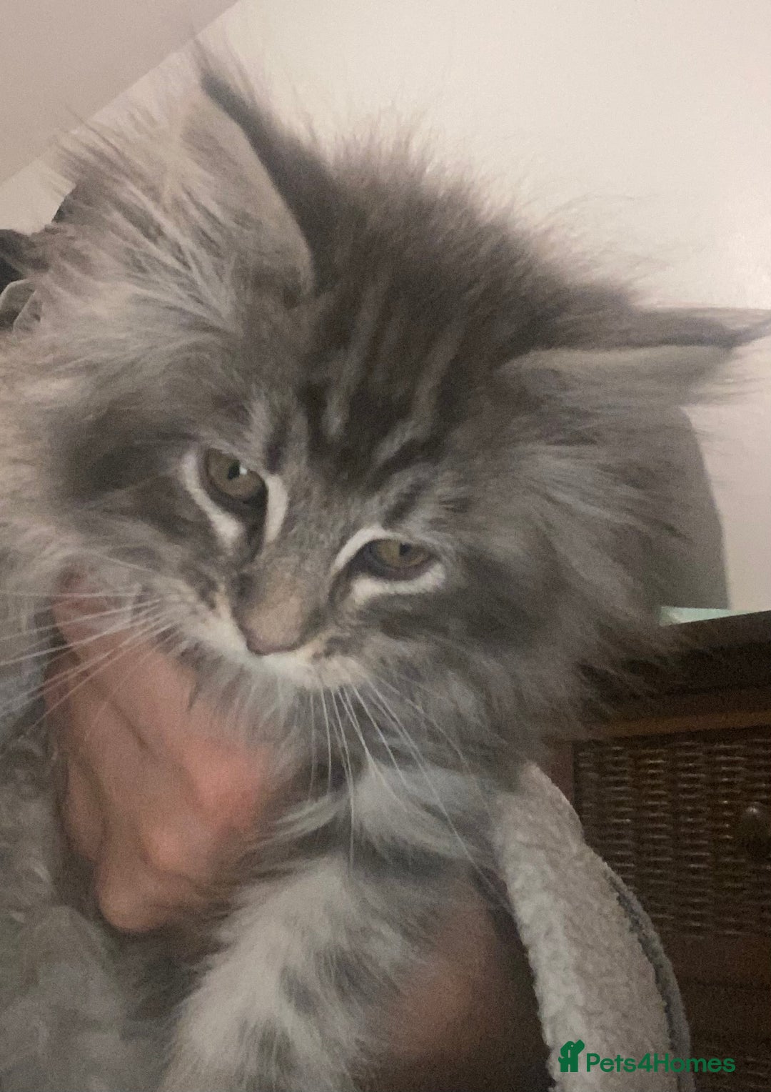 Maine Coon cats for sale: Ready 22.11.2025 - Advert 16