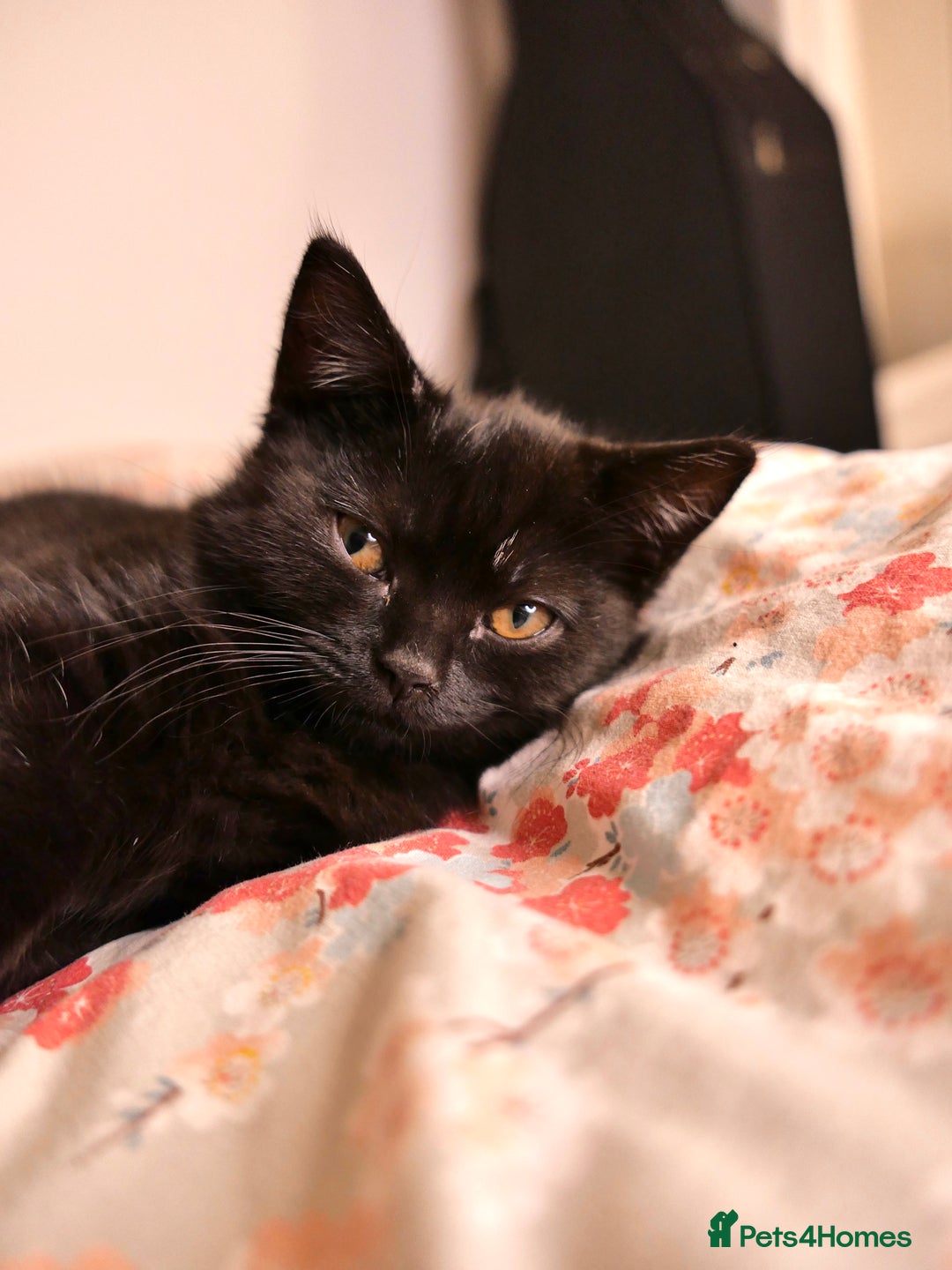 British Shorthair cats for sale: GCCF Registered British Shorthair Kittens -Cardiff - Advert 18