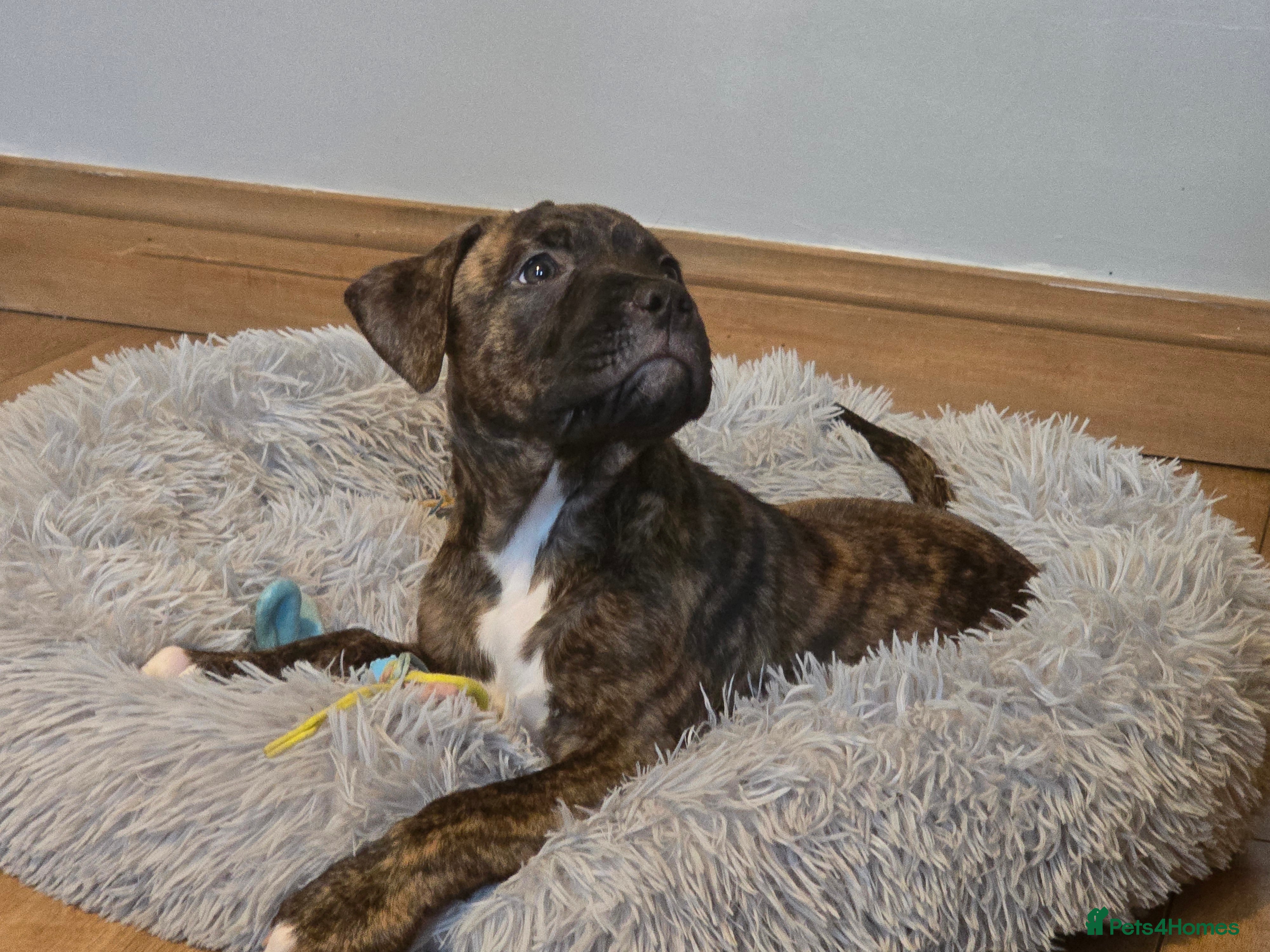 Mixed Breed dogs Staffy corso x dogue de bordeaux - Advert 13