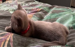 Burmese cats for sale: Burmese Kittens For Sale - Advert 4