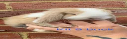 Mini Lop rabbits for sale: Purebred Mini Lops - Advert 20