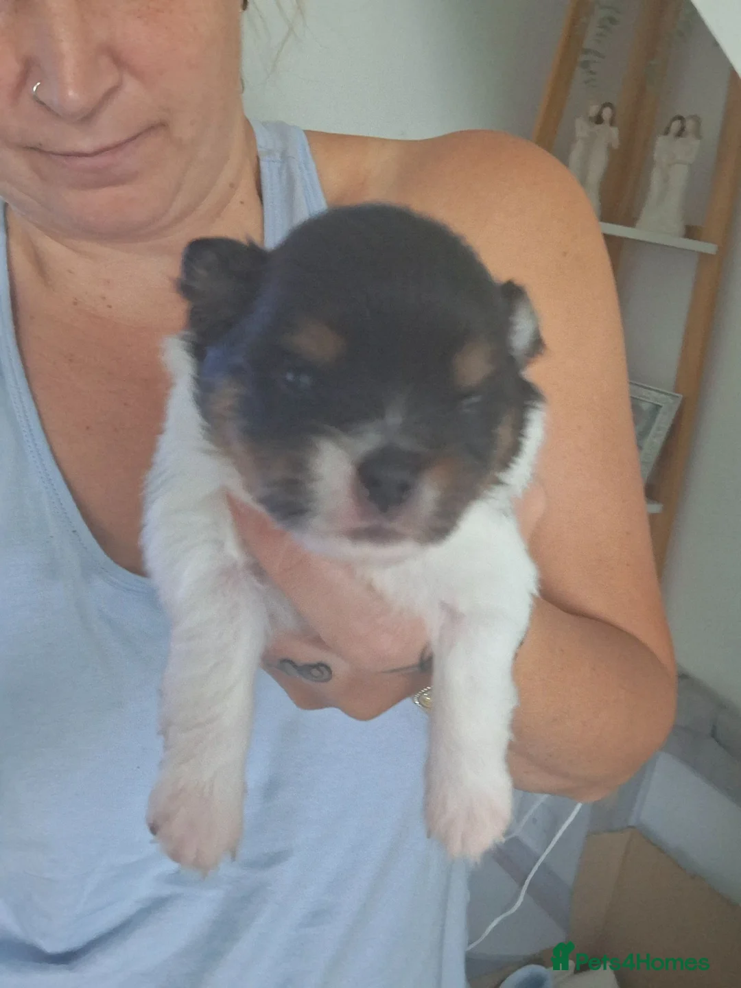Pomeranian dogs for sale: Beautiful pomeranian pups just born!! - Advert 2