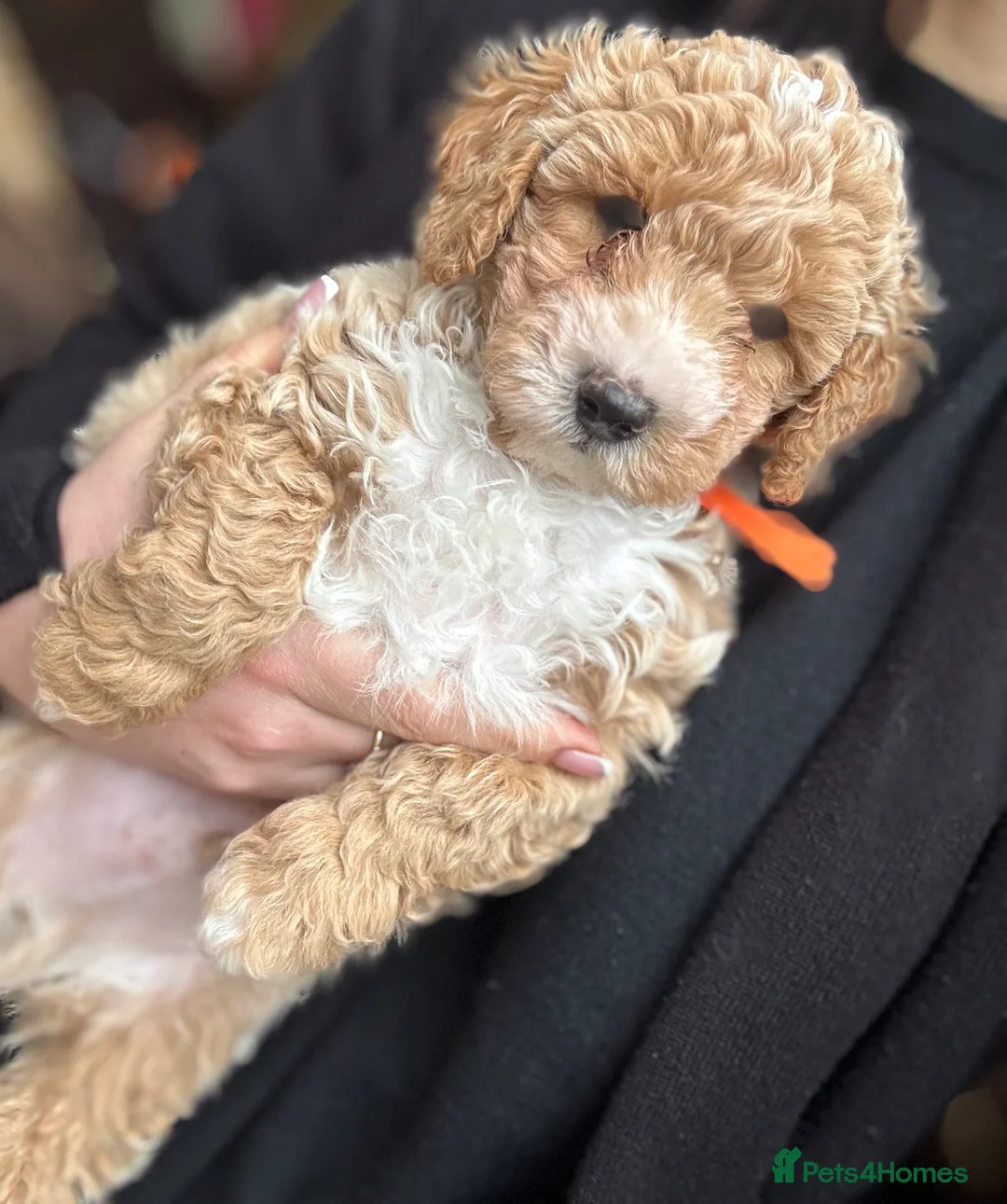 Poochon dogs for sale: READY TO LEAVE Poochons for sale  - Advert 2