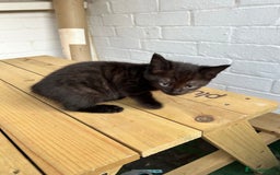 British Longhair cats for sale: Ready to home🤍 3 Black Tabby & 2 Multicoloured - Image 17