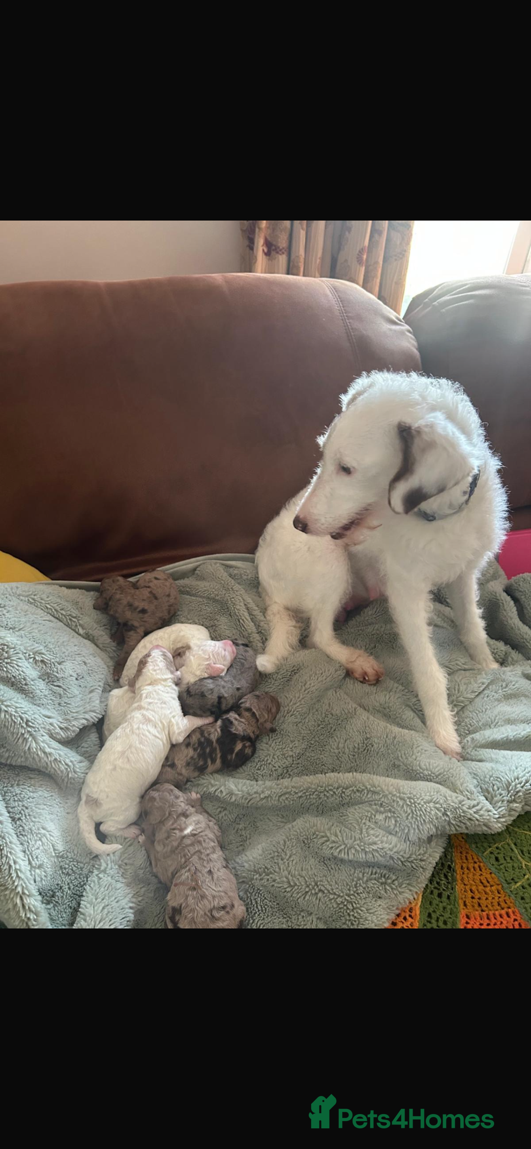 Labradoodle dogs for sale: Australian Labradoodle Puppies - Advert 17