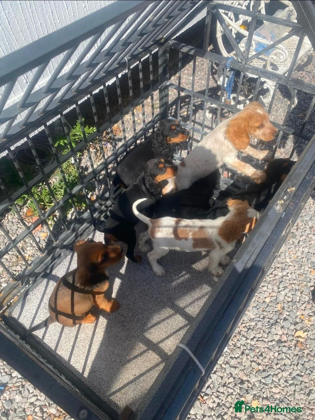Cocker Spaniel dogs for sale: Gorgeous Cocker Spaniel puppies - Advert 2