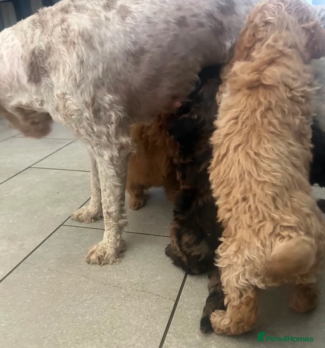 Cockapoo dogs for sale: Merle and champagne cockapoo - Advert 1